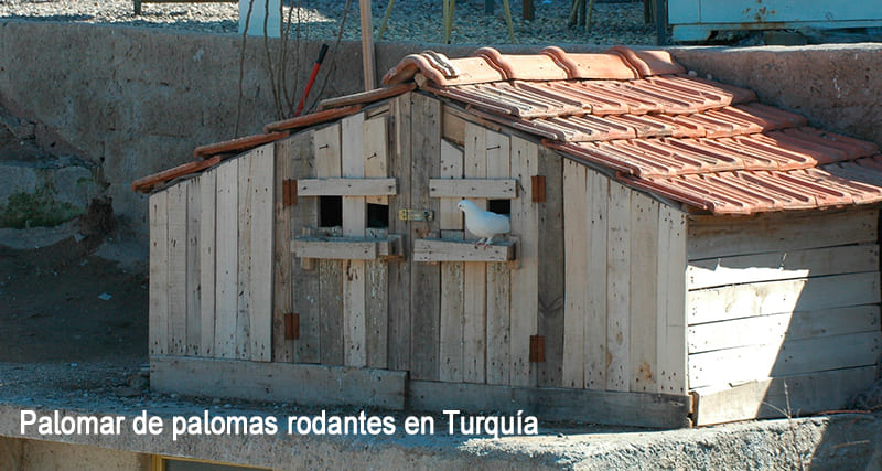 Palomar de palomas rodantes